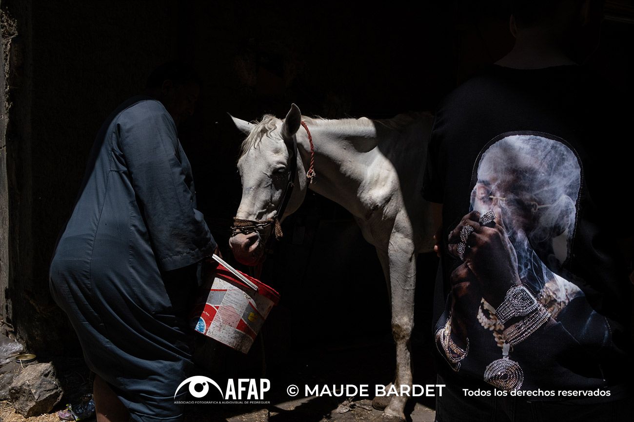 Maude Bardet - animales El Cairo 01
